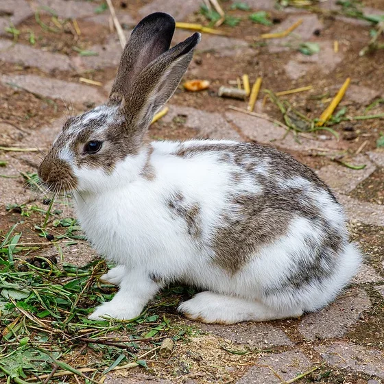 Un conejo blanco y gris