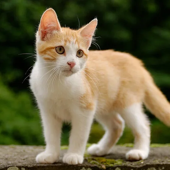 Un gatito naranja y blanco