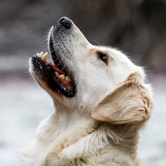 Un golden retriever